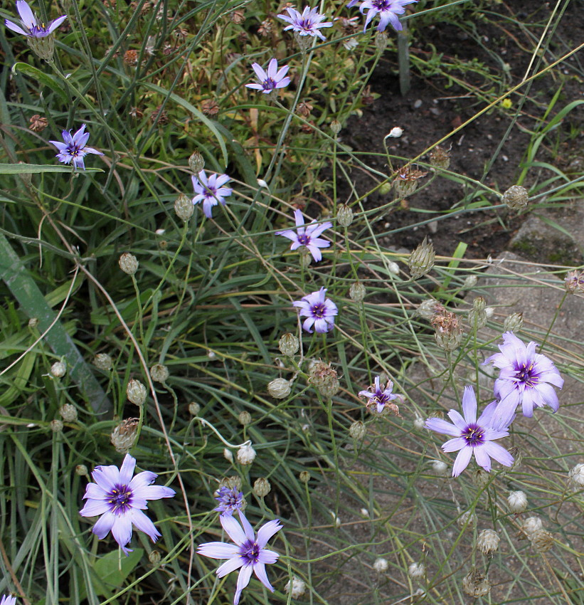 Изображение особи Catananche caerulea.