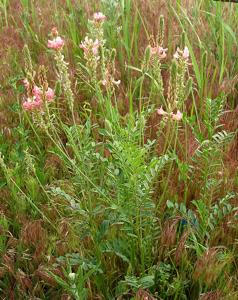 Изображение особи Onobrychis arenaria.