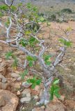 Jatropha unicostata. Цветущее растение. Сокотра, плато Хомхи. 29.12.2013.