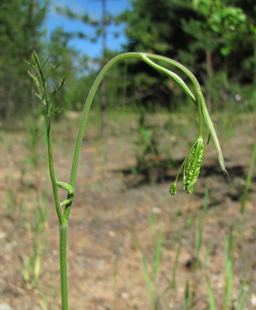 Изображение особи Pimpinella nigra.