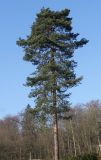 Pinus sylvestris. Взрослое дерево. Германия, г. Bad Lippspringe, Kurwald. 31.01.2014.