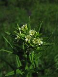 Lithospermum officinale. Верхушка цветущего растения. Украина, Львовская обл., остепнённый луговой склон на выходах известняков. 1 июня 2009 г.