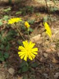 Hieracium sylvularum