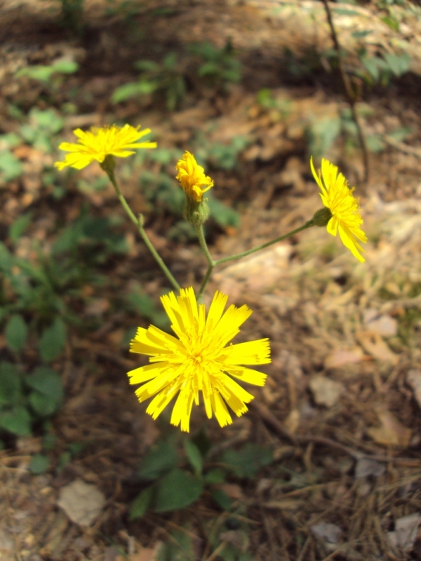 Изображение особи Hieracium sylvularum.