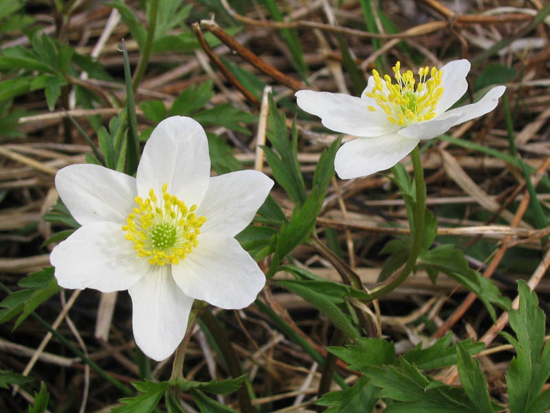 Image of Anemone nemorosa specimen.