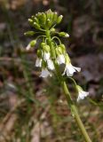 Arabidopsis arenosa