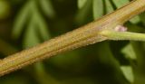 Image of taxon representative. Author is Татьяна Мальчинская