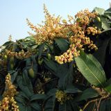 Mangifera indica . Листья, соцветия и незрелые плоды. Китай, остров Хайнань, окр. г. Санья, в культуре. 22.01.2014.