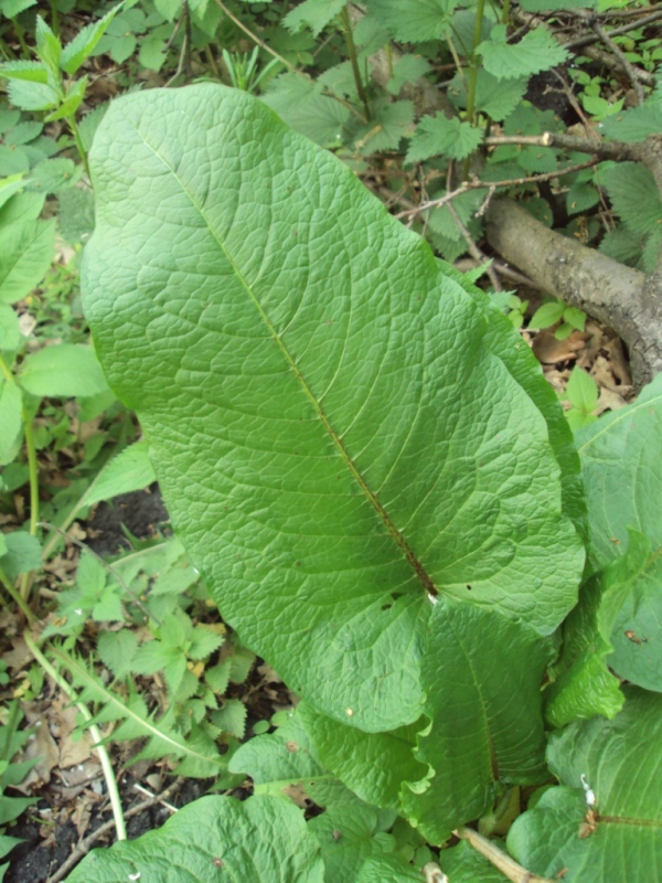 Image of Rumex sylvestris specimen.