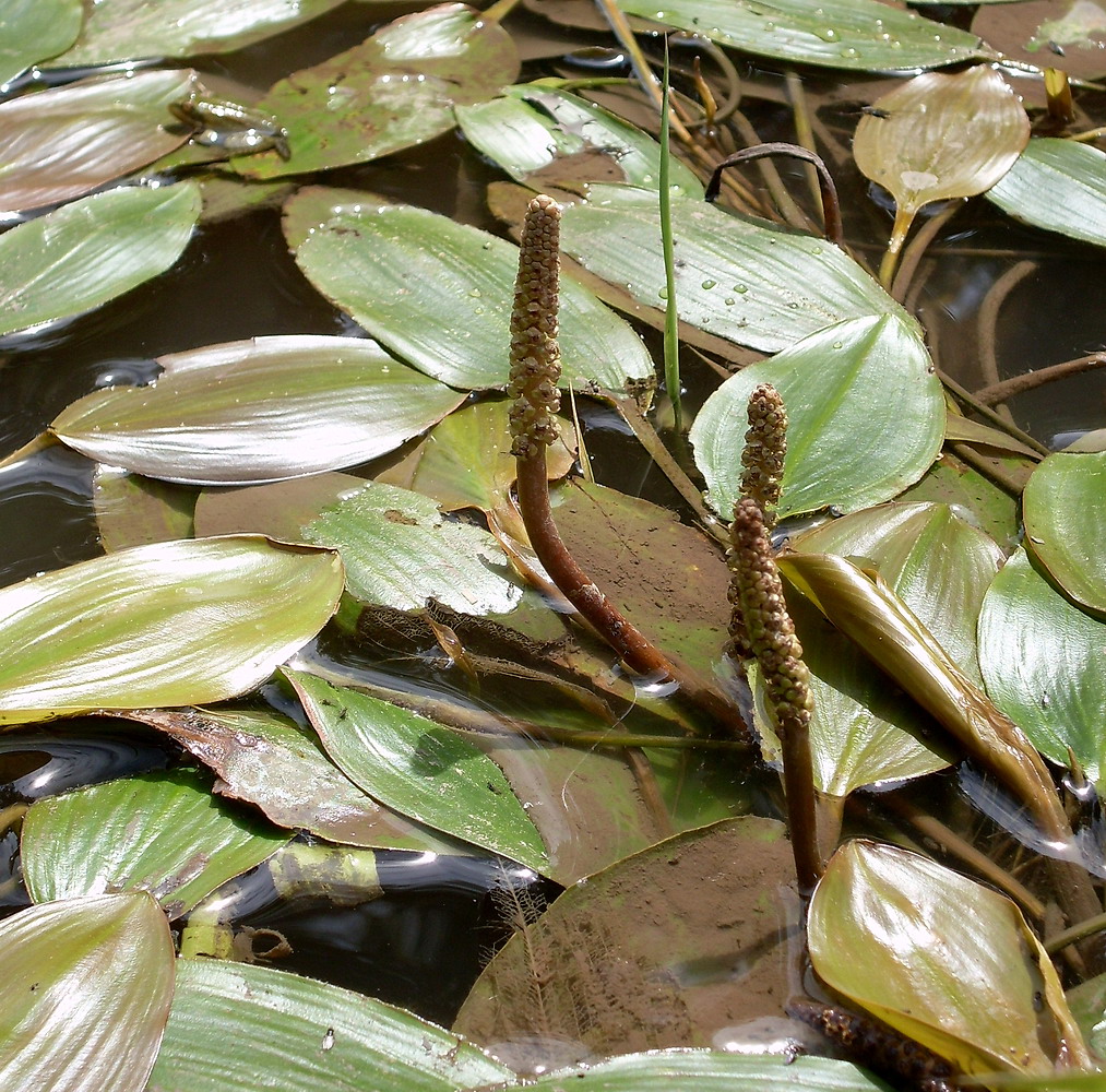 Image of Potamogeton nodosus specimen.