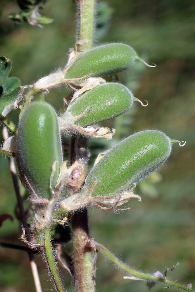 Image of Astragalus amygdalinus specimen.