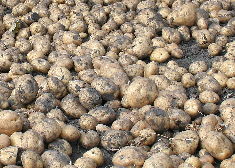 Изображение особи Solanum tuberosum.