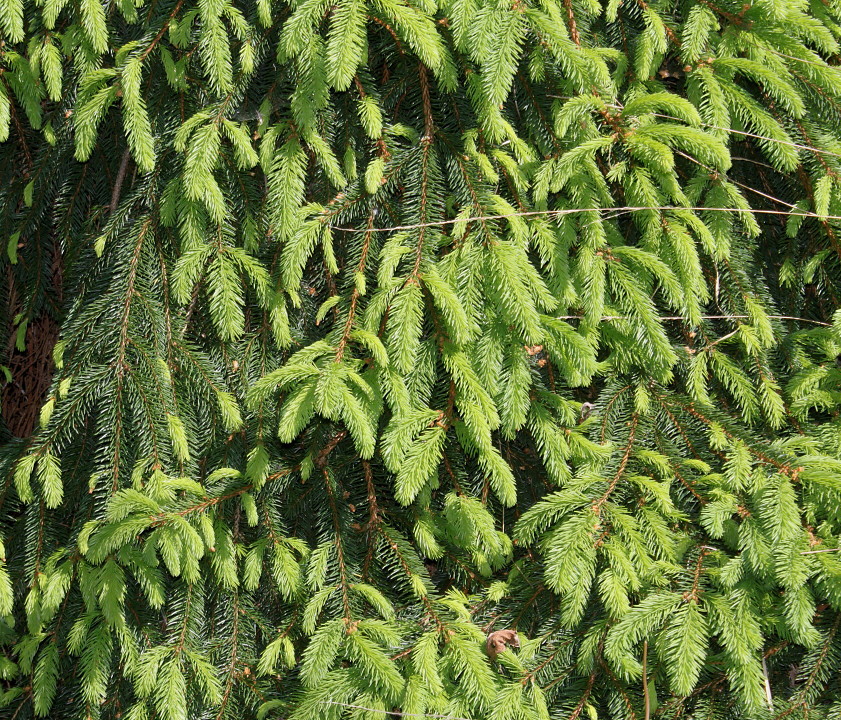 Image of Picea abies specimen.
