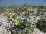 Glaucium flavum