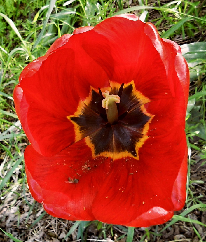 Image of genus Tulipa specimen.