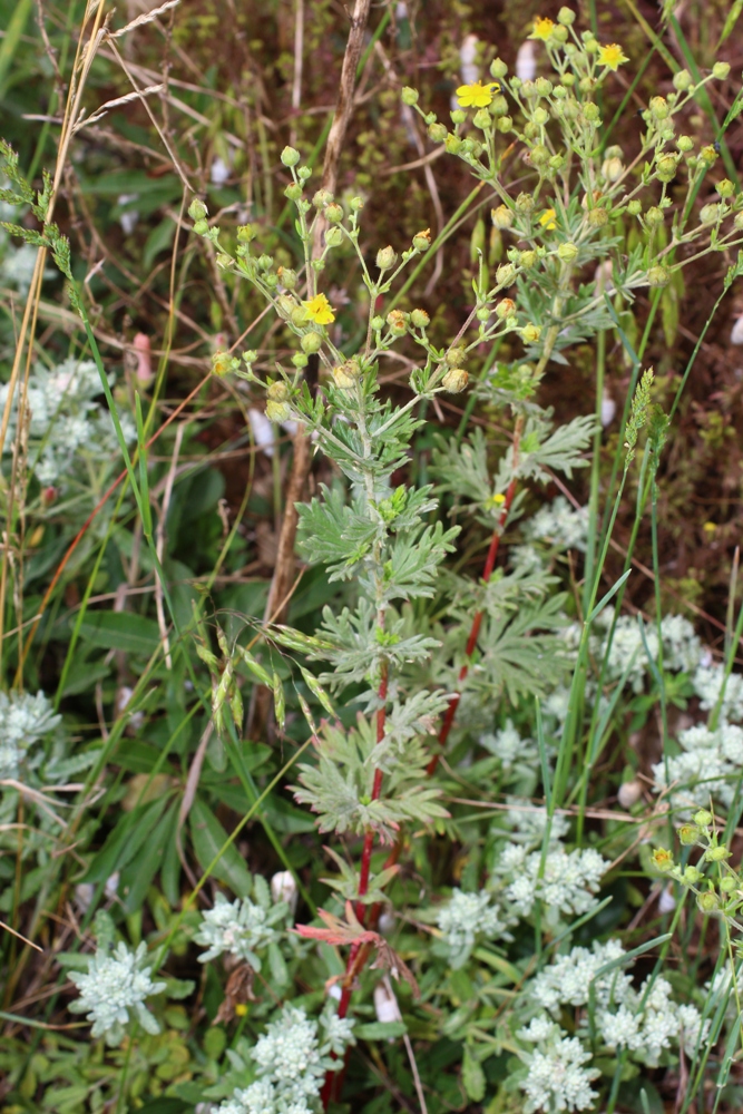 Image of Potentilla argentea specimen.