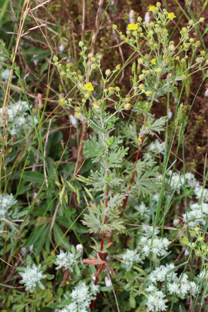 Изображение особи Potentilla argentea.