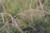 Festuca regeliana. Соплодие. Украина, Днепропетровская обл., Криворожский р-н, с. Широкое, дно балки. 25.06.2014.