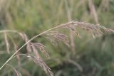 Festuca regeliana