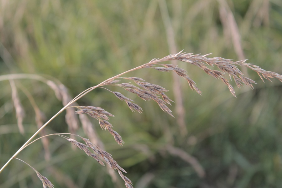 Изображение особи Festuca regeliana.