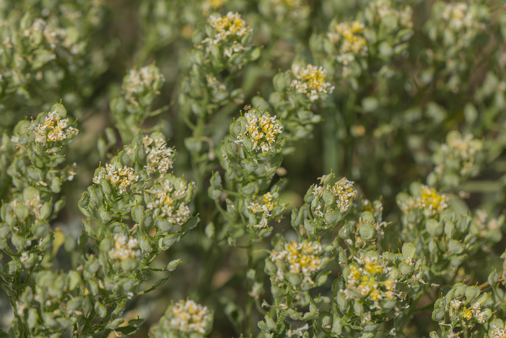 Image of Odontarrhena obtusifolia specimen.