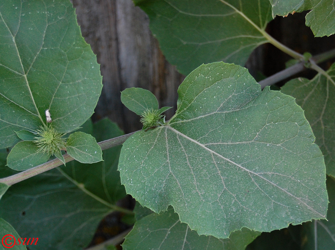 Изображение особи Arctium lappa.