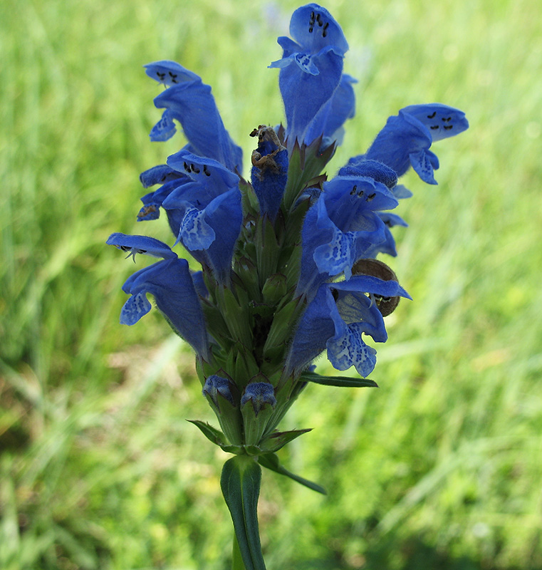 Image of Dracocephalum ruyschiana specimen.