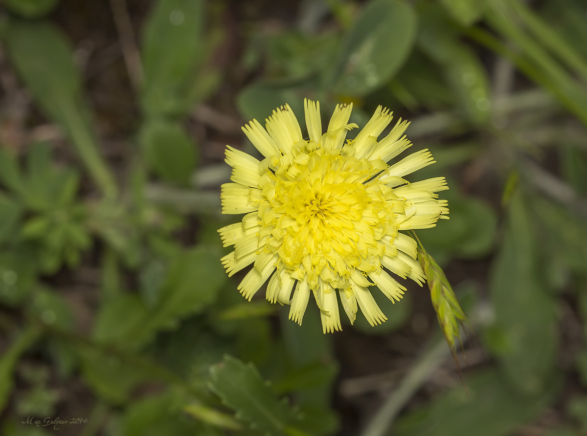 Изображение особи Pilosella officinarum.