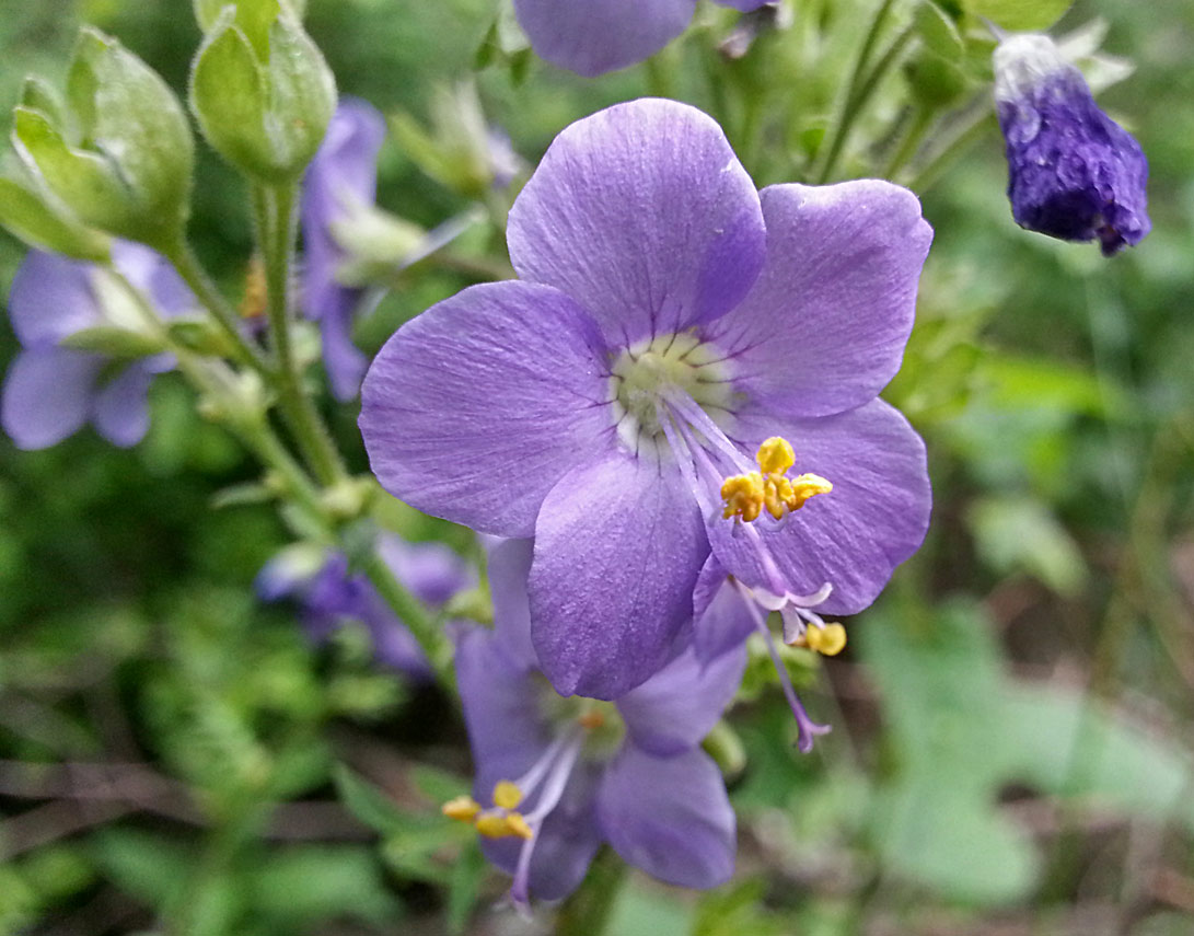 Image of Polemonium caeruleum specimen.