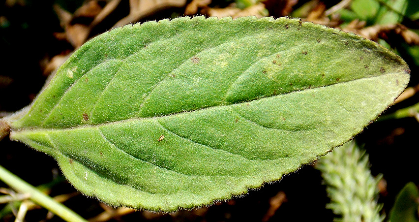 Изображение особи Origanum vulgare ssp. viride.