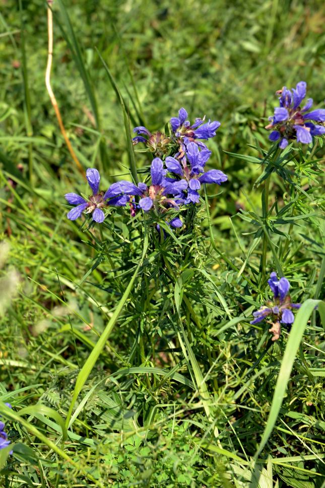 Изображение особи Dracocephalum ruyschiana.