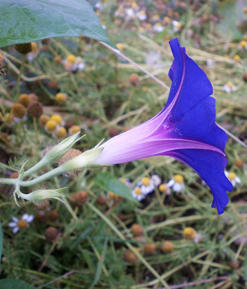 Image of Ipomoea purpurea specimen.