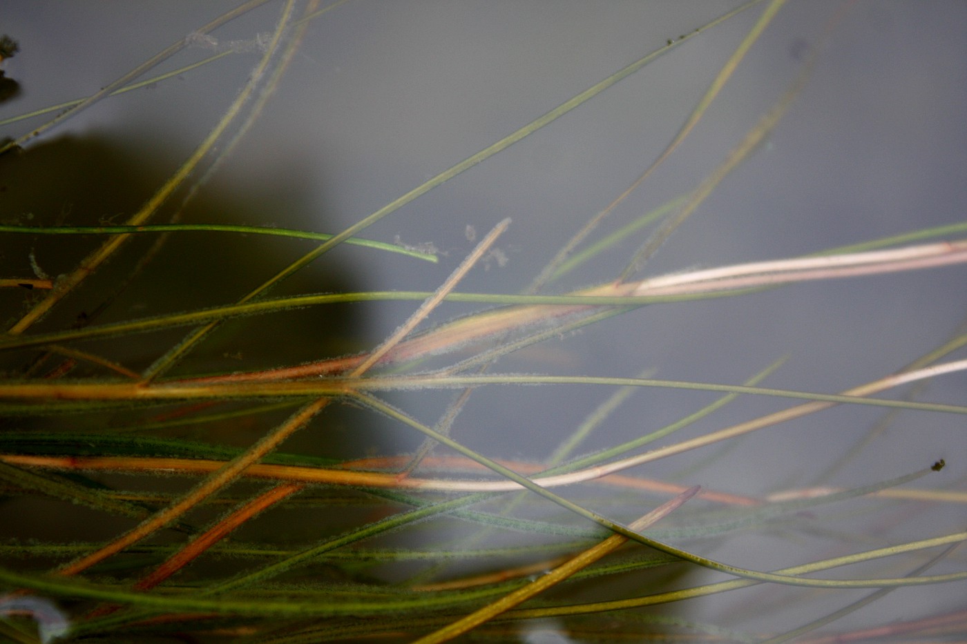 Image of Potamogeton filiformis specimen.