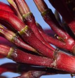 Plumeria rubra