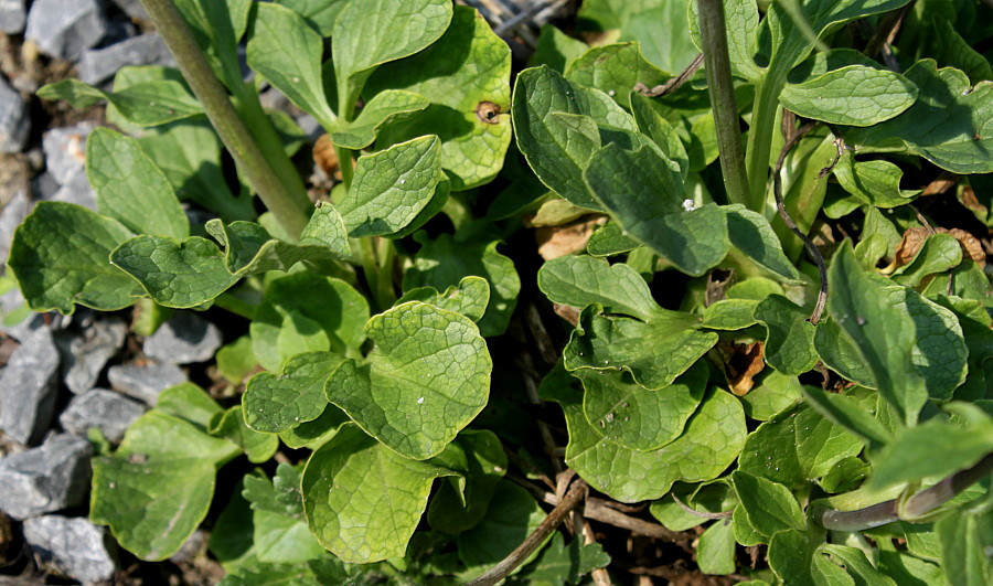 Изображение особи Valeriana tripteris.