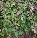 Paeonia suffruticosa. Часть кроны плодоносящего растения. Германия, г. Дюссельдорф, Ботанический сад университета. 05.09.2014.