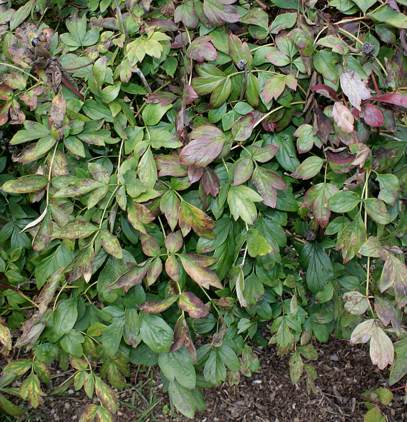 Изображение особи Paeonia suffruticosa.