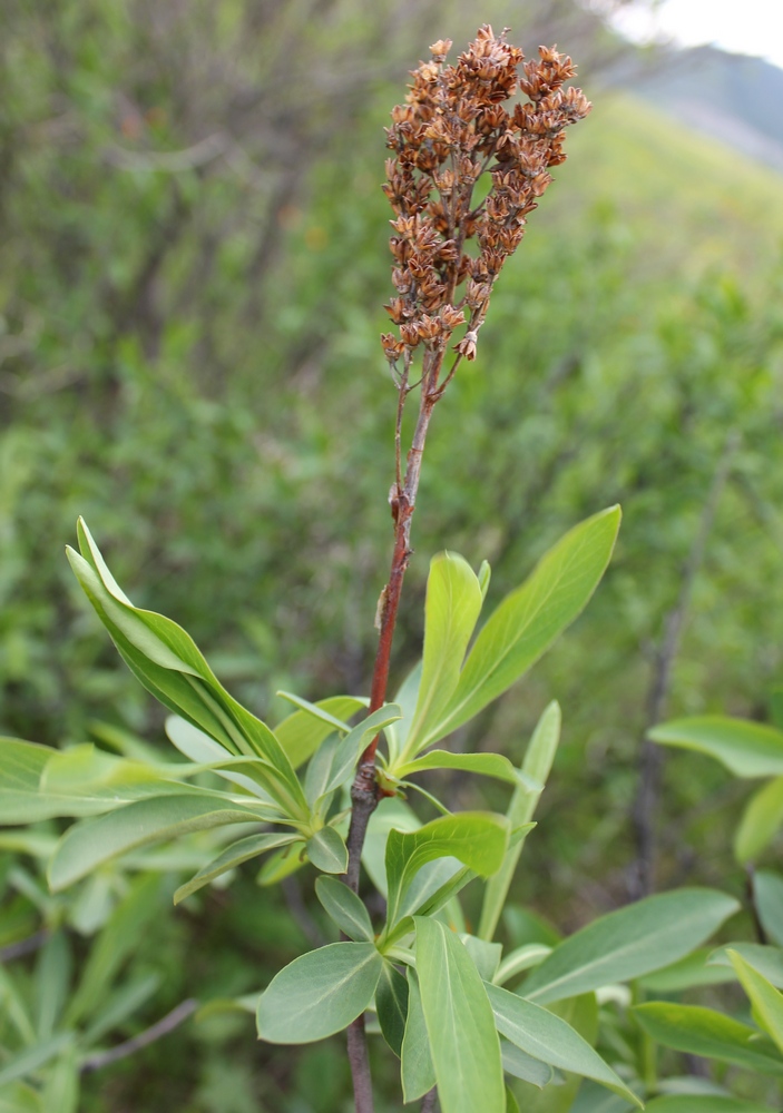 Image of Sibiraea altaiensis specimen.