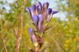Gentiana scabra. Соцветие. Приморский край, Уссурийский р-н, окр. с. Монакино, луг на вершине небольшой сопки. 23.09.2014.
