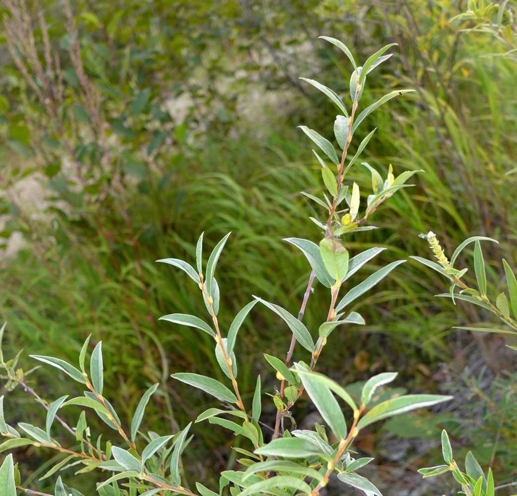 Изображение особи Salix brachypoda.