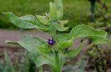 genus Anchusa. Верхушка побега с соцветиями. Германия, г. Крефельд, Ботанический сад. 06.09.2014.