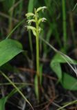 Corallorhiza trifida. Цветущее растение во влажном смешанном лесу. Бурятия, устье р. Большой Чивыркуй. 17.07.2009.