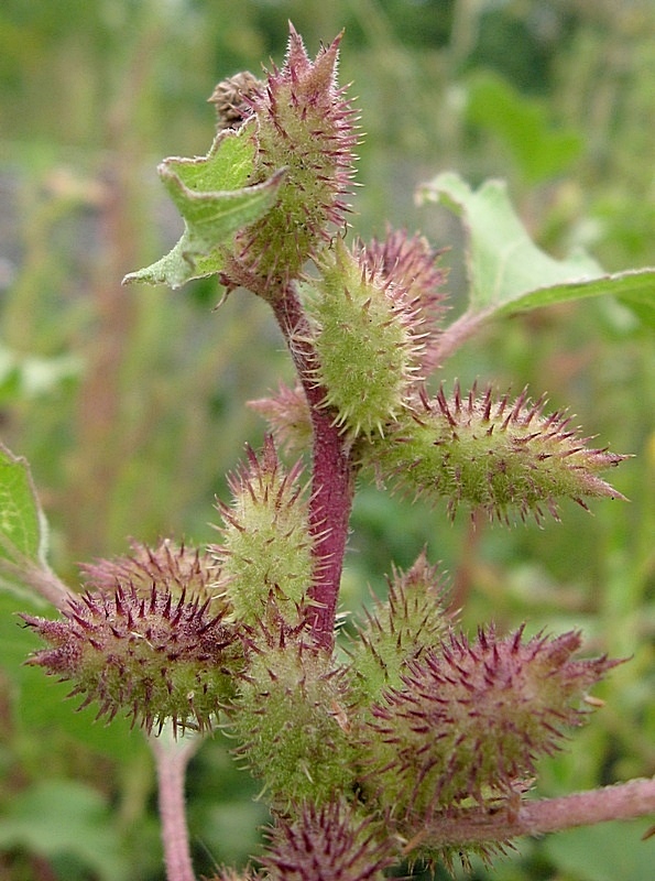 Image of Xanthium orientale specimen.