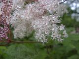 Filipendula camtschatica