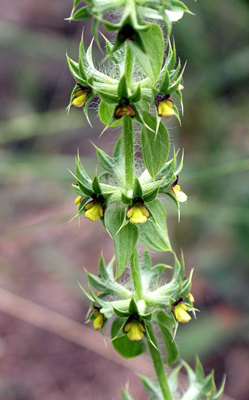 Image of Sideritis montana specimen.