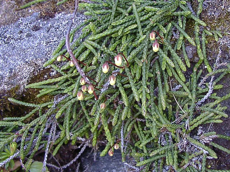 Изображение особи Cassiope lycopodioides.