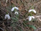 Galanthus transcaucasicus