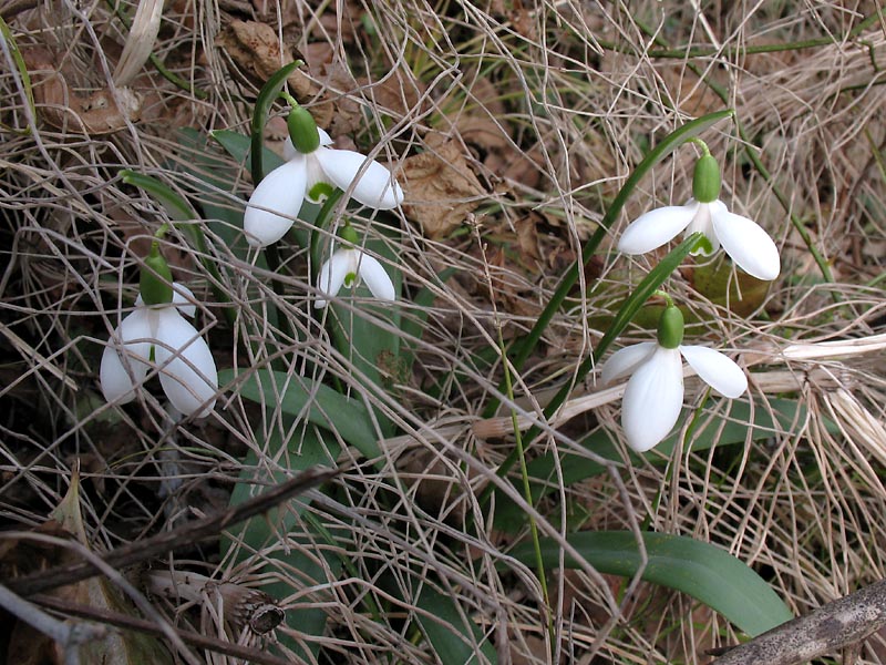 Изображение особи Galanthus transcaucasicus.