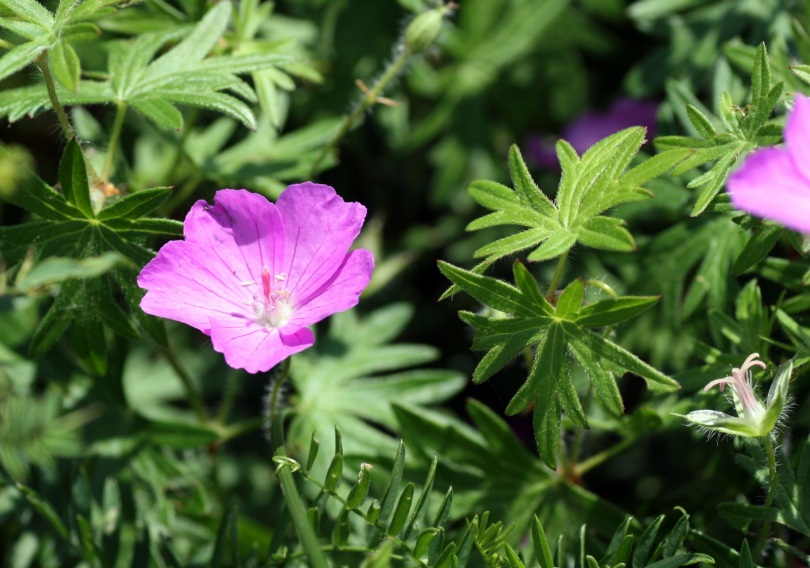 Image of Geranium sanguineum specimen.