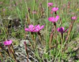 Dianthus deltoides